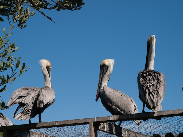Pelikane auf der Pelika-Voliere