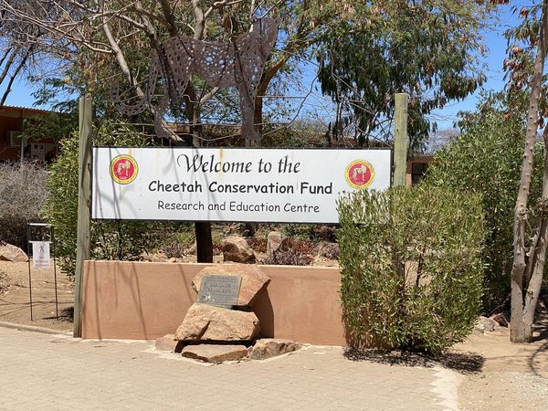 Cheetah Conversation Fund