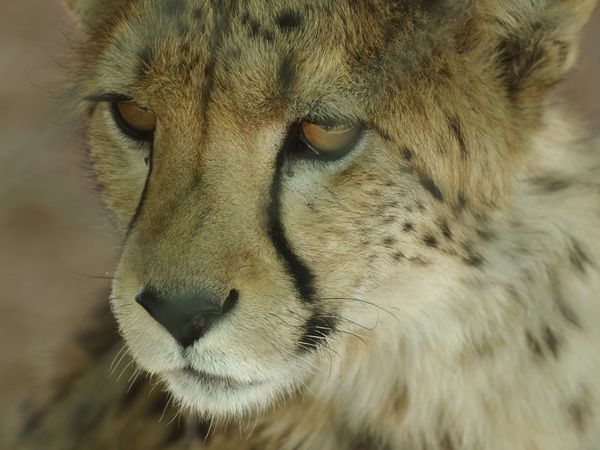 Cheetah - wunderschöne Tiere