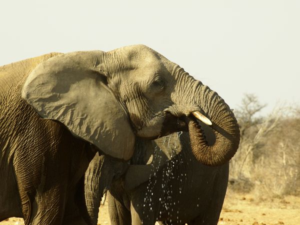 durstige Elefanten