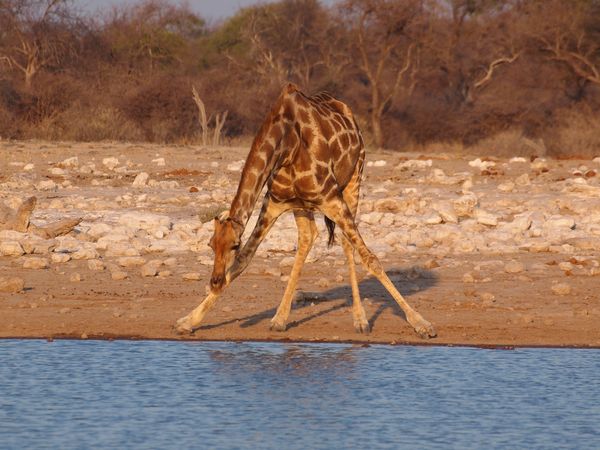 Giraffe am Klein Namutoni