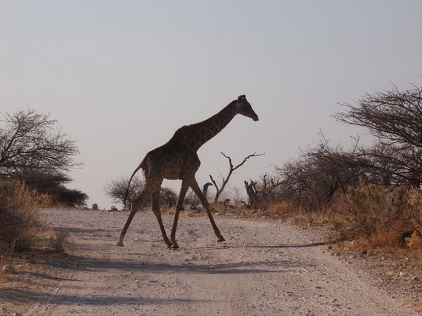 Giraffen haben Vorgang
