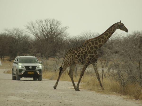 Achtung ! Giraffe will über die Straße