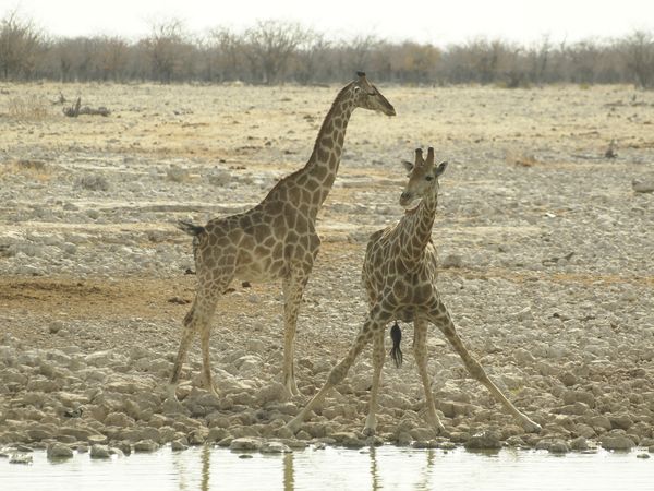 durstige Giraffen