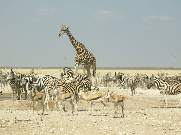 Giraffen, Springböcke & Zebras