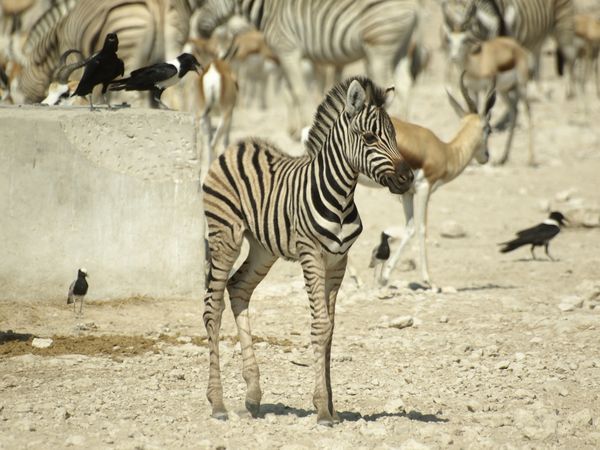 Zebra-Baby