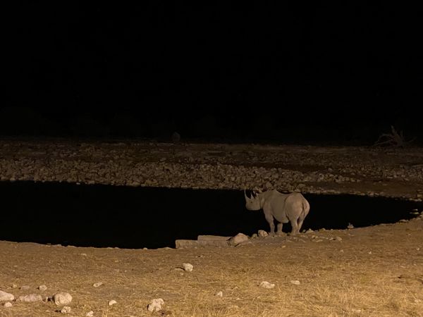 Nashorn im Schutz der