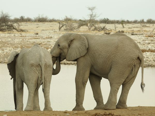 zwei Elefantenbullen