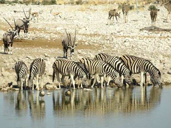 Zebras und Oryxe