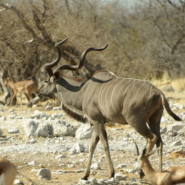 Kudu und