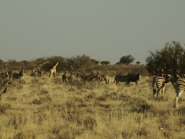 Zebras und Giraffen grasen friedlich