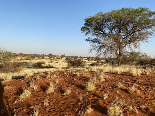 ein Blick auf die Kalahari