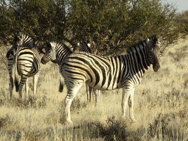 eine Herde Zebras