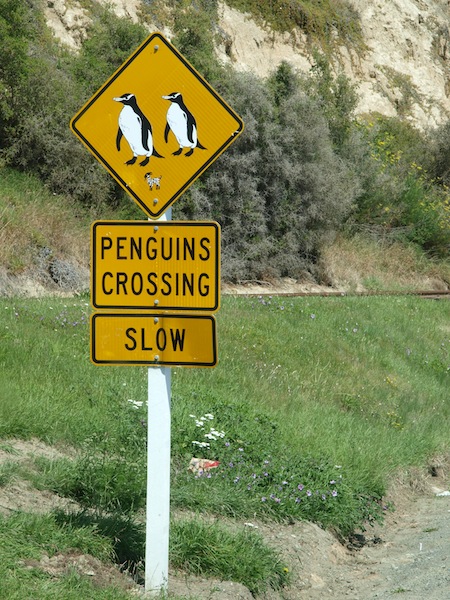 Achtung! Pinguine...