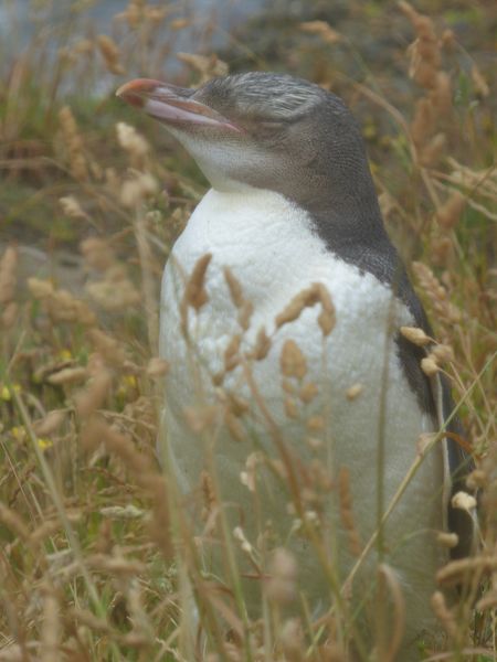 Gelbaugen-Pinguine