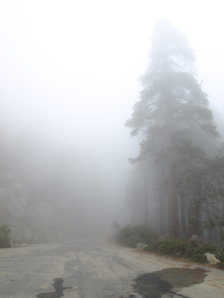 Nebel im Kings Canyon NP