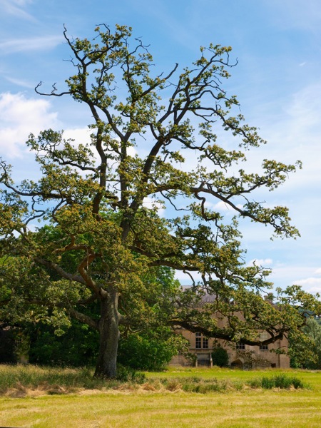 Baum bei Lacock Abbey