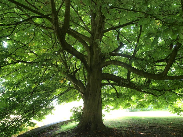 Baum im Park von Lacock Abbey