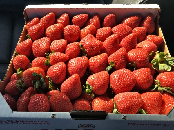 Sensationell leckere Erdbeeren aus Oxnard, California